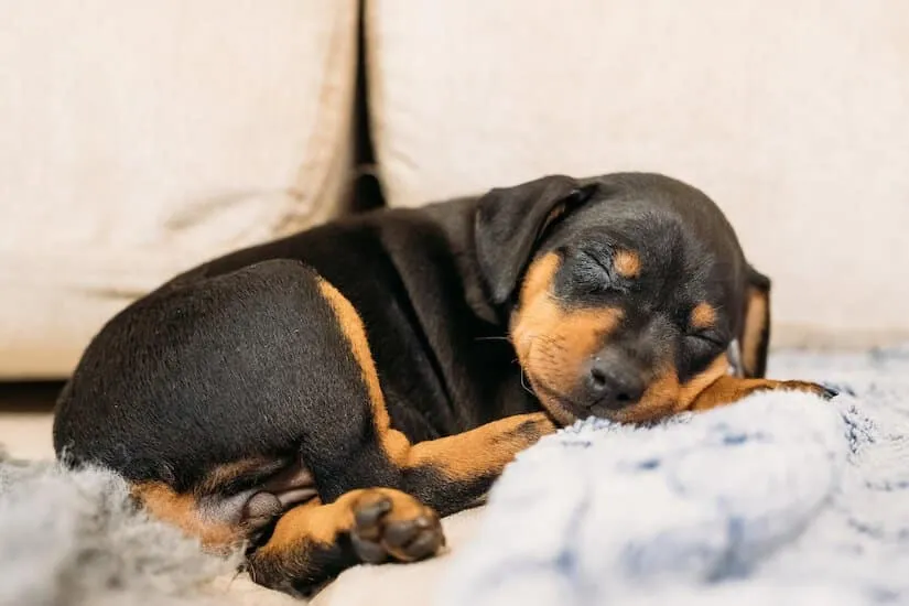 Zwergpinscher Welpen