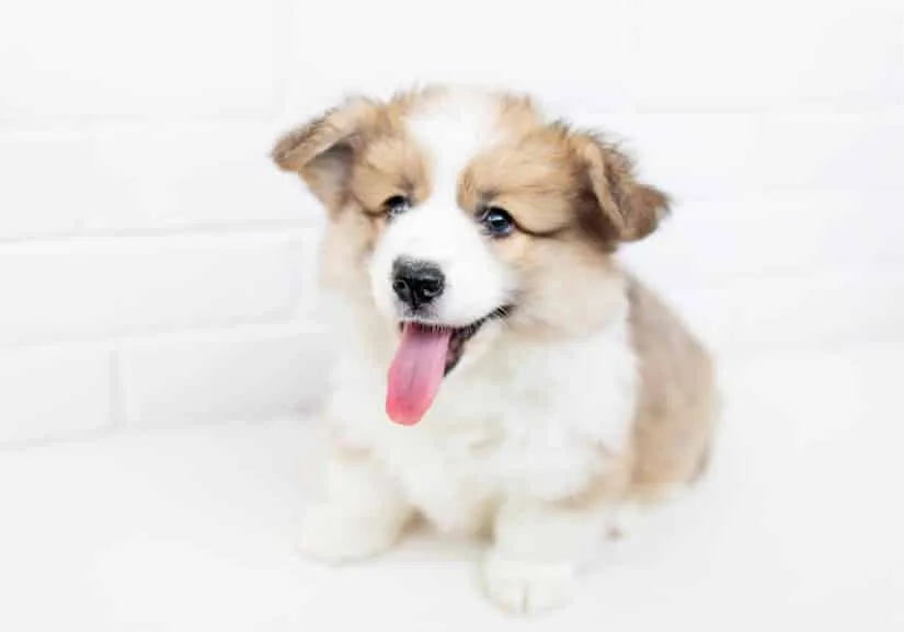 Kleiner süßer Welsh Corgi Welpe