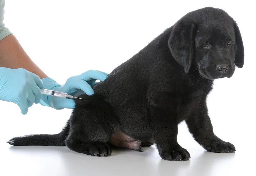 Labrador Retriever Welpen impfen beim Tierarzt