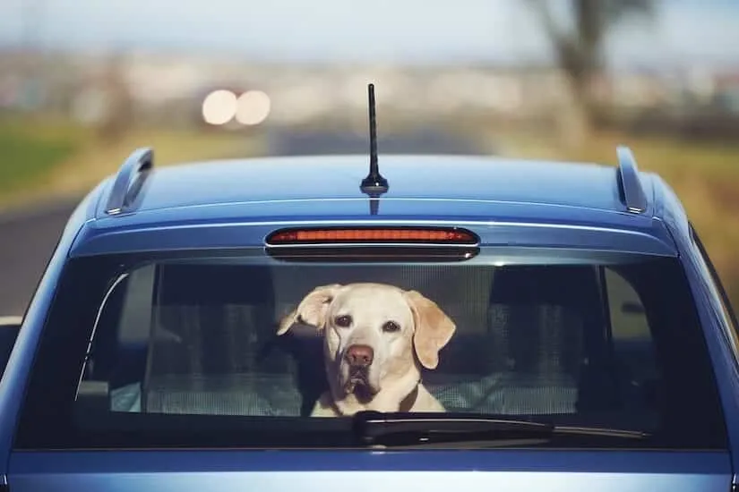 Labrador im Auto Kofferraum mit Schutznetz