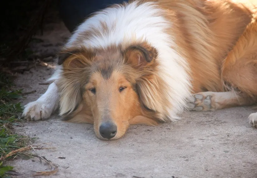 Langhaar Collie liegt auf dem Boden