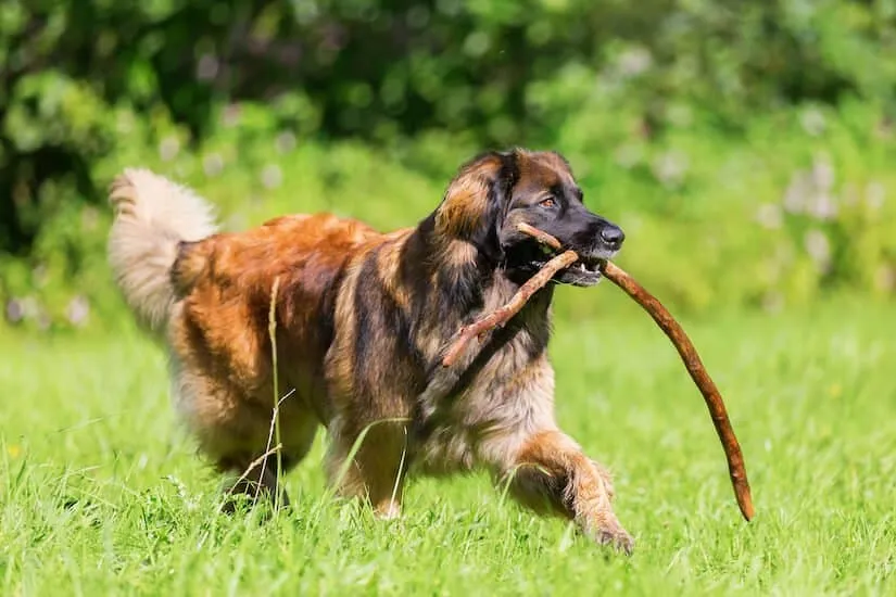 Leonberger Junghund mit Stock im Maul