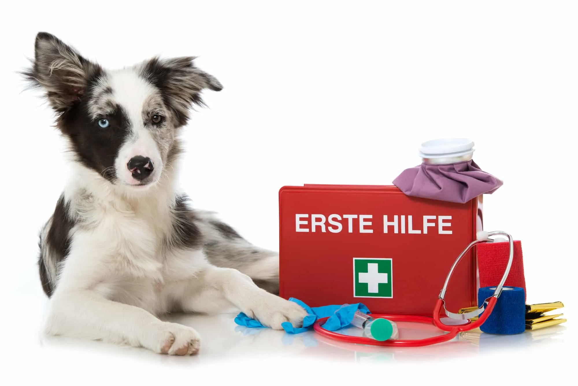 Notfallapotheke für den Welpen