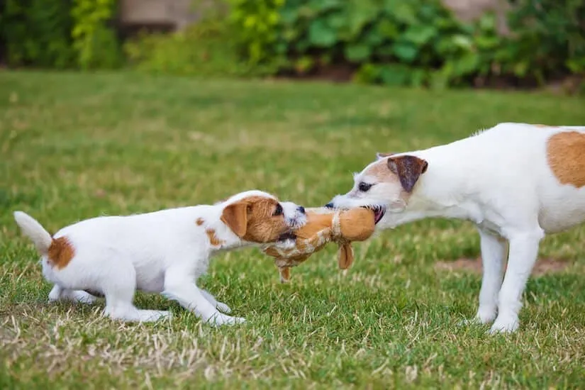 Parson Russell Terrier Welpe spielt mit Mutter auf dem Rasen