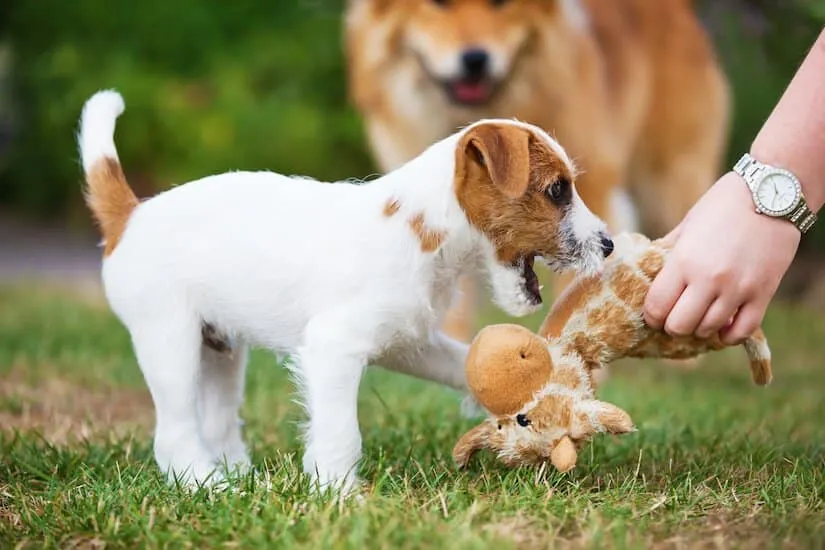 Parson Russell Terrier beim Spielen