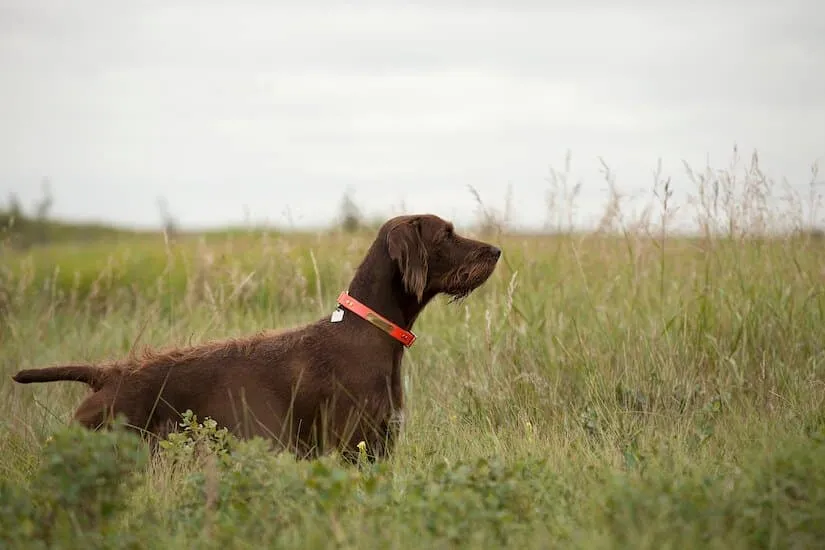 Pudelpointer bei der Jagd