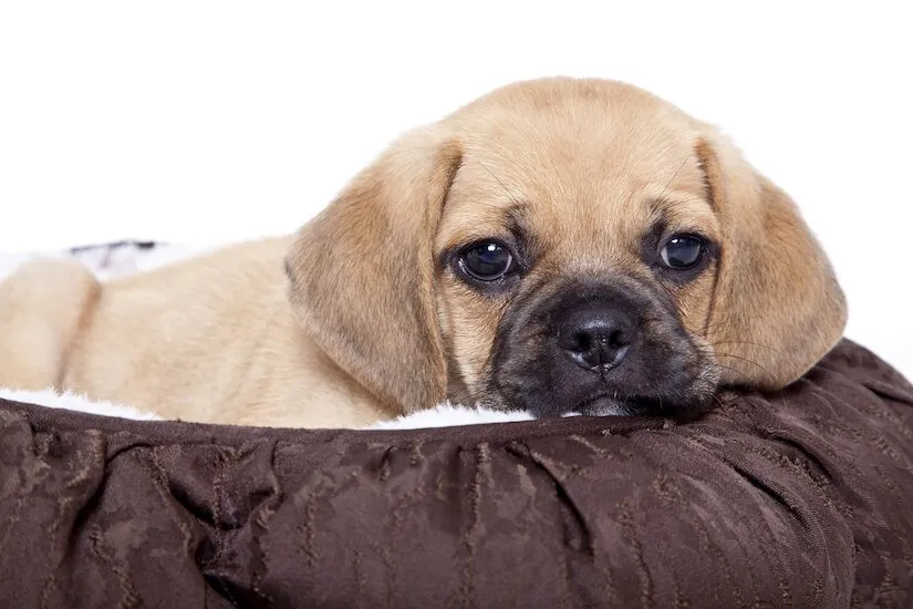 Puggle Welpe im Hundebett