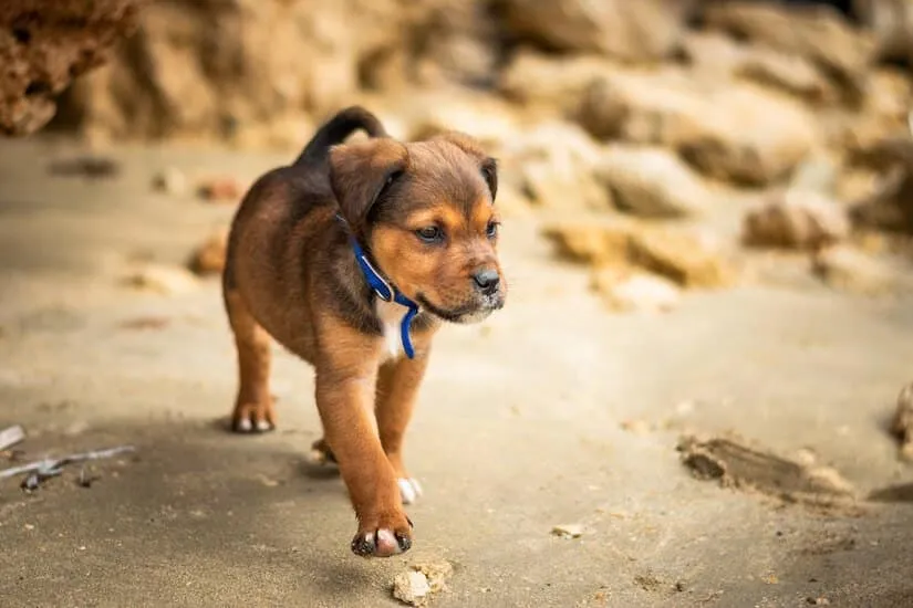 Rottweiler Labrador Mix Welpe am Strand