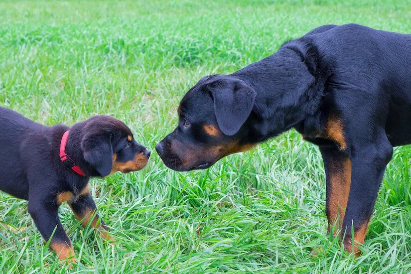 Rottweiler Welpe mit Mutter auf dem Rasen