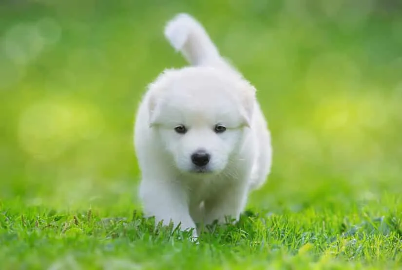 Samojeden Labrador Retriever Mix Welpe auf dem Rasen