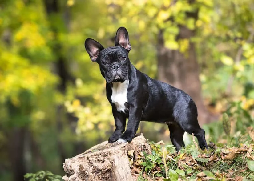 Schwarze französische Bulldogge im Wald