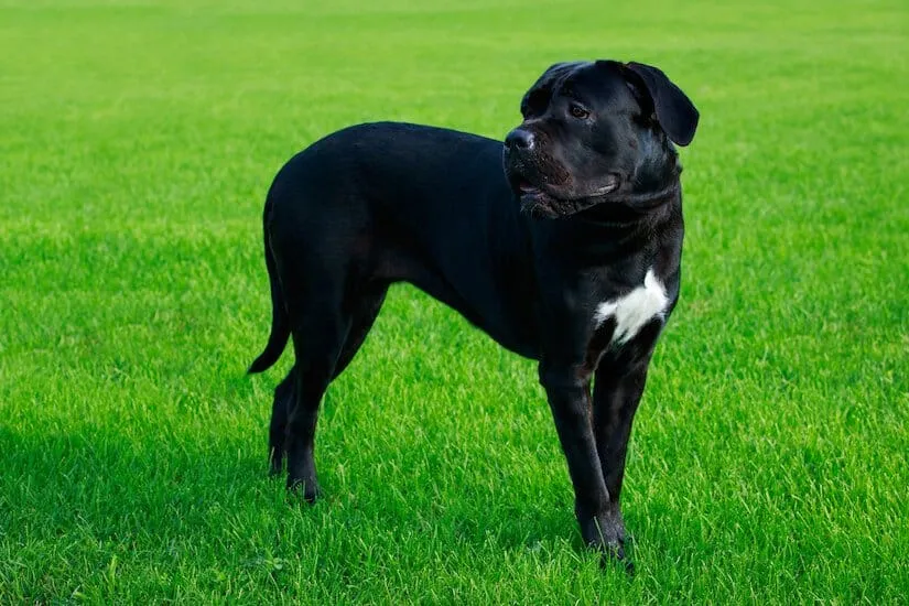 Schwarzer Cane Corso auf dem Rasen