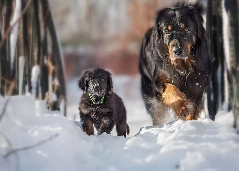 Schwarzer Hovawart Welpe mit Mutter im Schnee