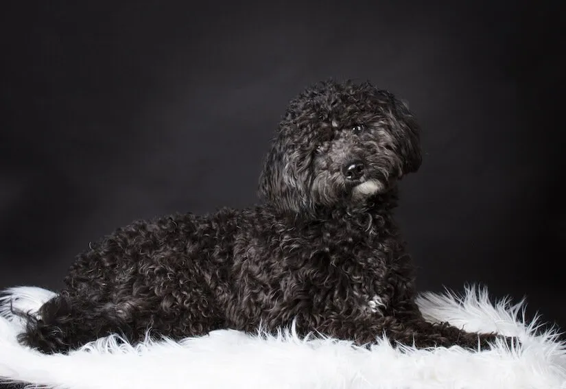 Schwarzer Labradoodle Welpe auf einem Fell