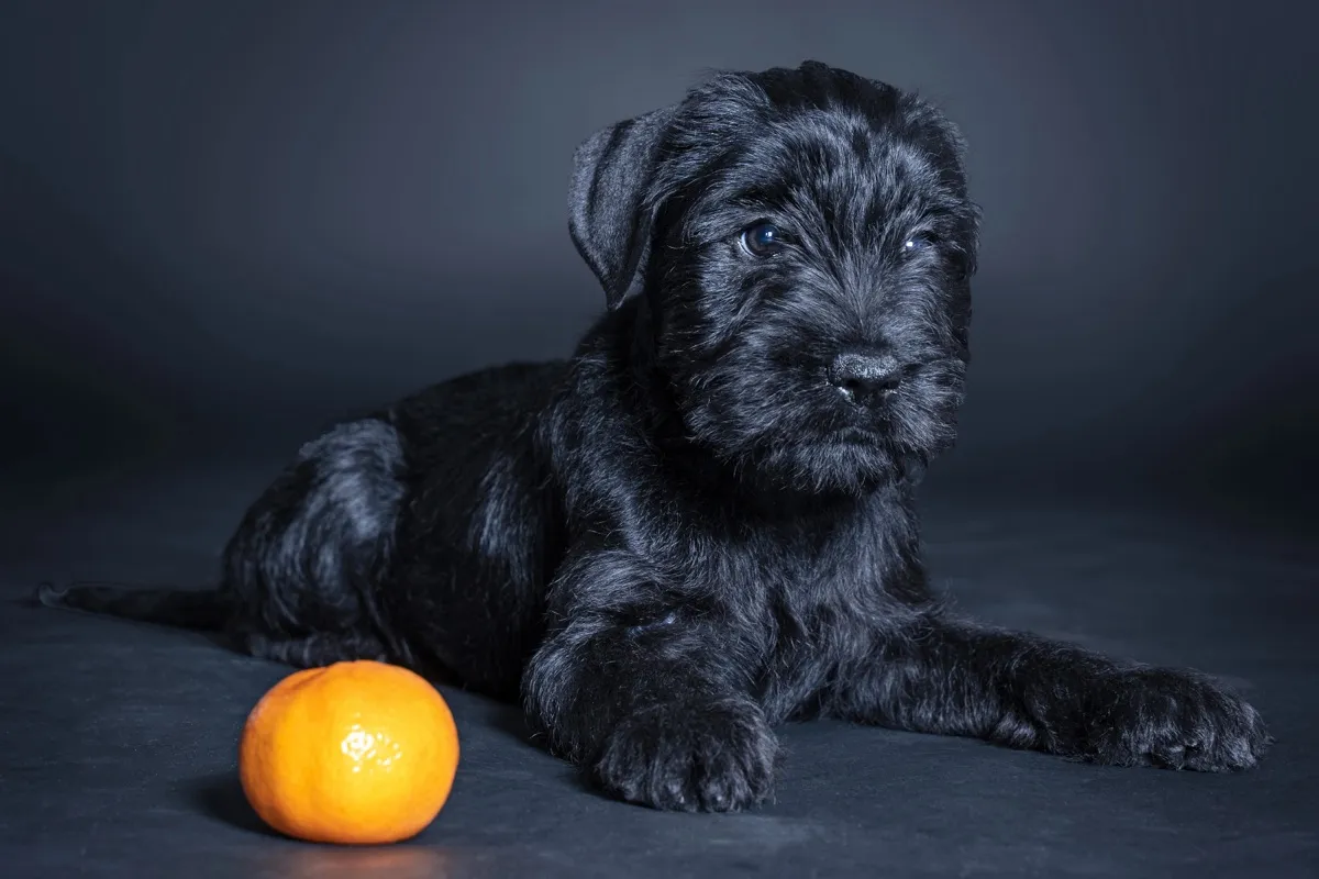 Schwarzer Mittelschnauzer-Welpe liegt vor dunklem Hintergrund