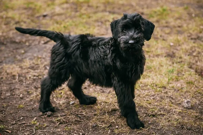 Schwarzer Riesenschnauzer Welpe