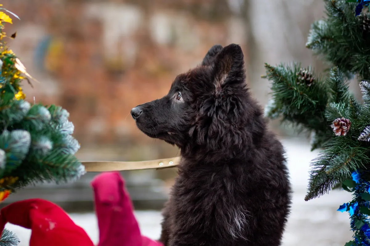 Schwarzer Schäferhund-Welpe sitzt zwischen geschmückten Weihnachtsbäumen