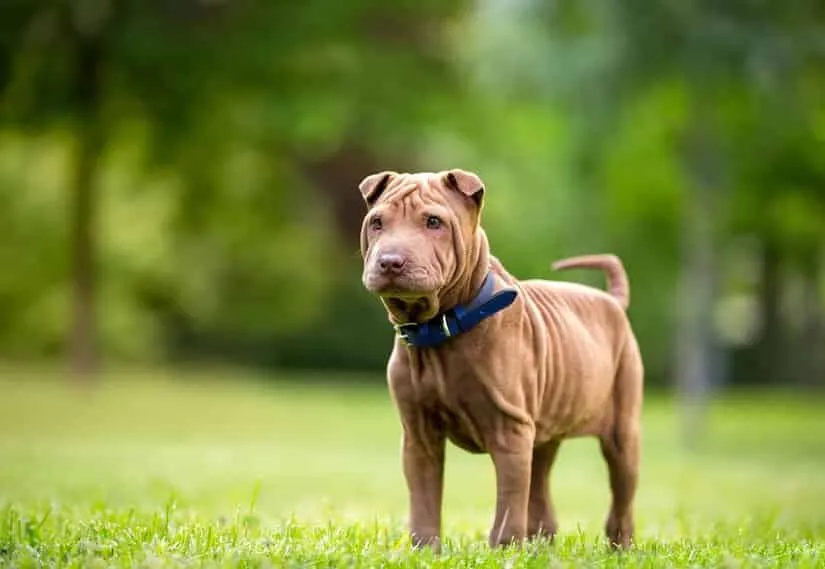 Shar Pei Welpe mit Halsband im Garten