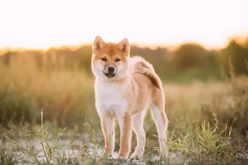 Shiba Inu Junghund im Sonnenuntergang