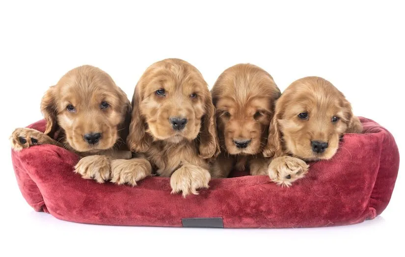 Cocker Spaniel Welpen