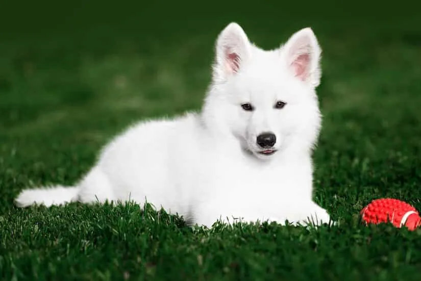 Weißer Schweizer Schäferhund Welpe mit Spielzeug auf dem Rasen