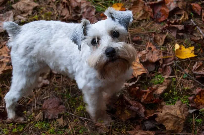 Weißer Zwergschnauzer Welpe im Wald