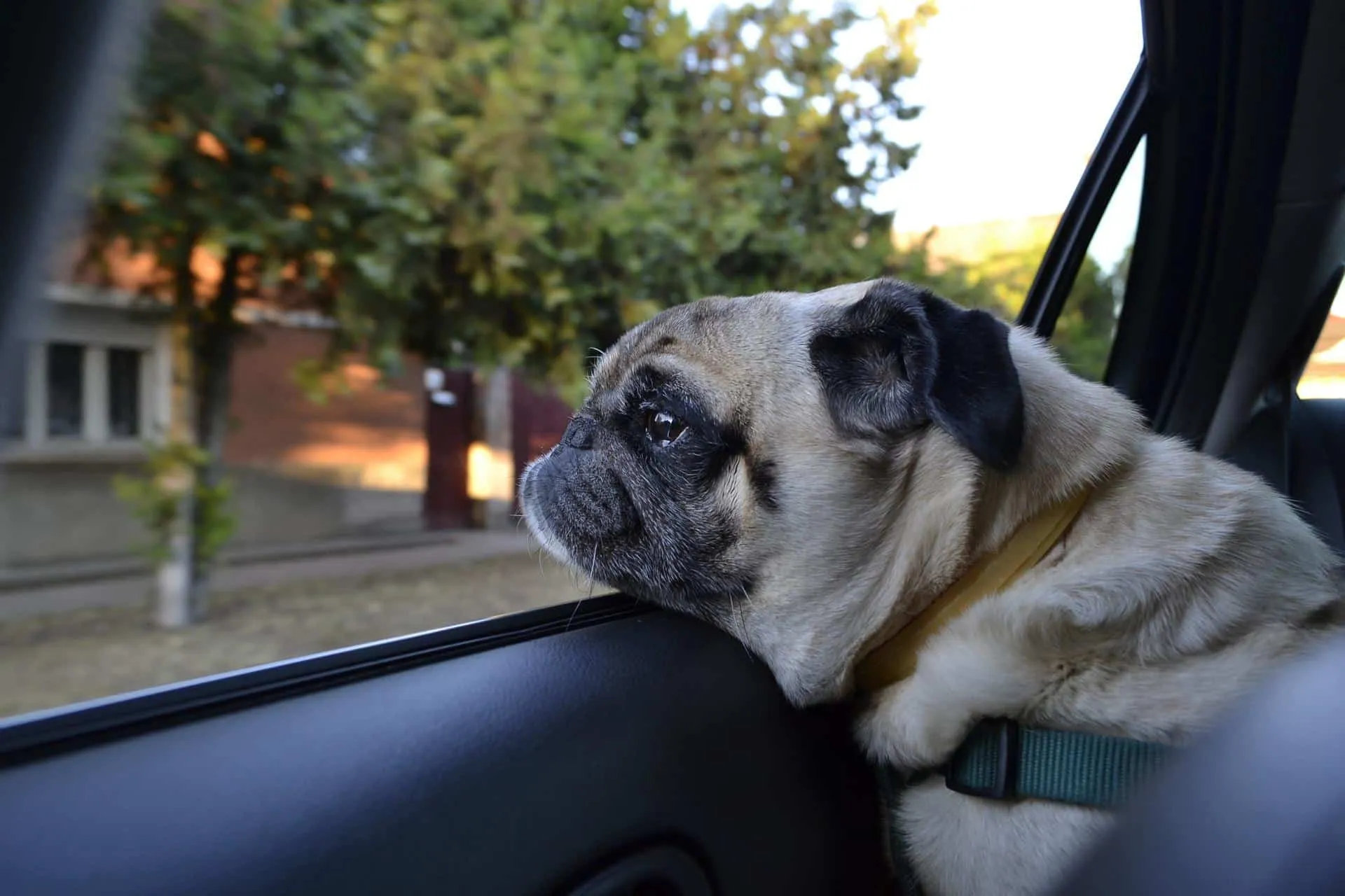 Welpe alleine im Auto