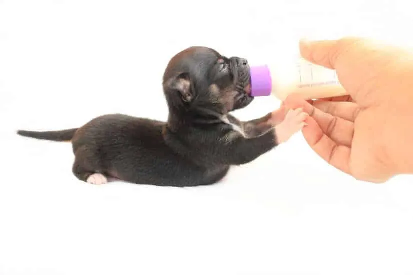 Welpe bekommt Welpenmilch aus einer Flasche