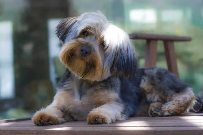 Yorkshire Terrier Junghund auf einer Bank