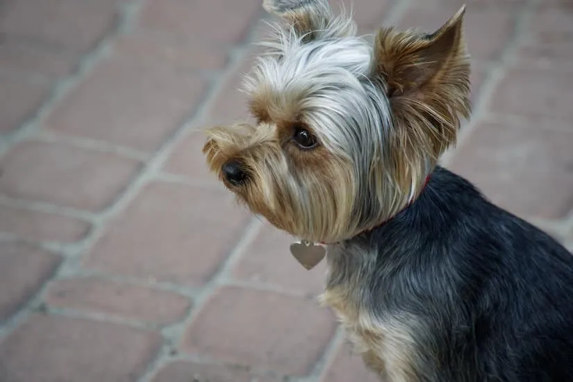 Yorkshire Terrier