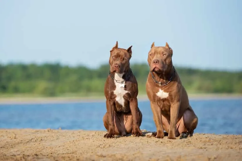 Zwei American Pitbull Terrier am Strand