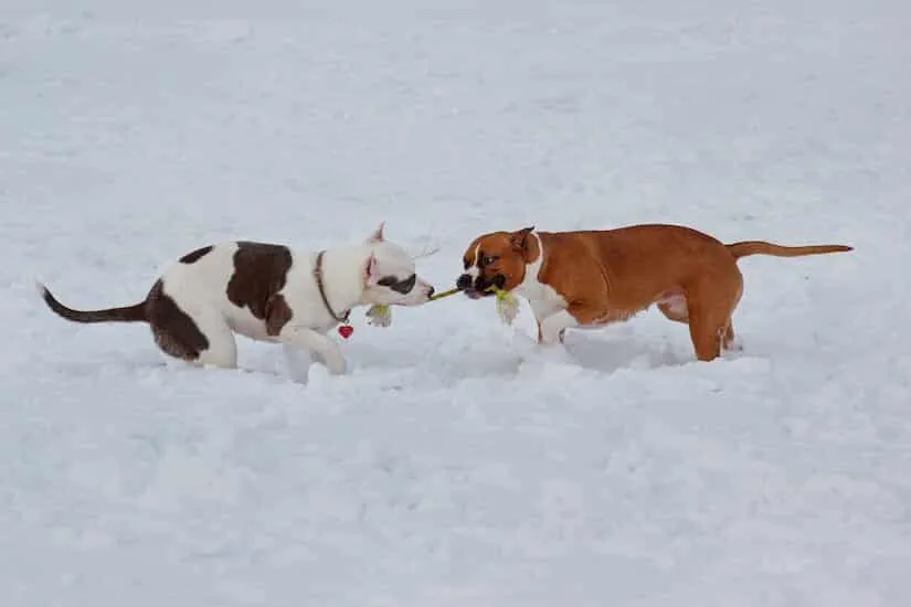 Zwei American Staffordshire Terrier Welpen beim Spielen im Schnee