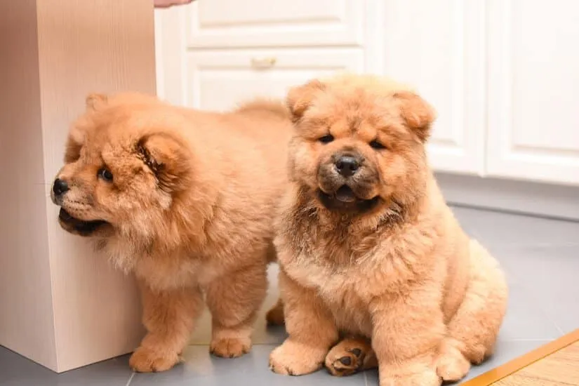 Chow Chow Welpen