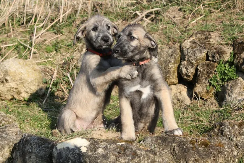Irische Wolfshund Welpen
