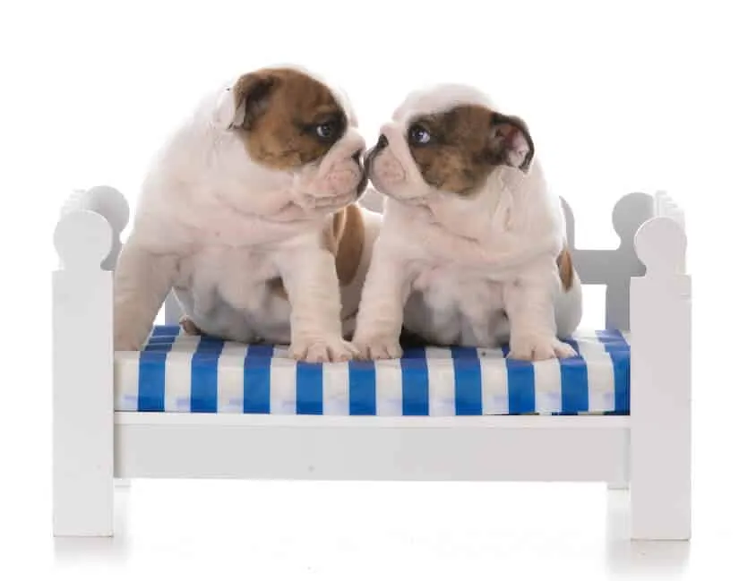Zwei Old English Bulldog Welpen auf einem kleinen Sofa