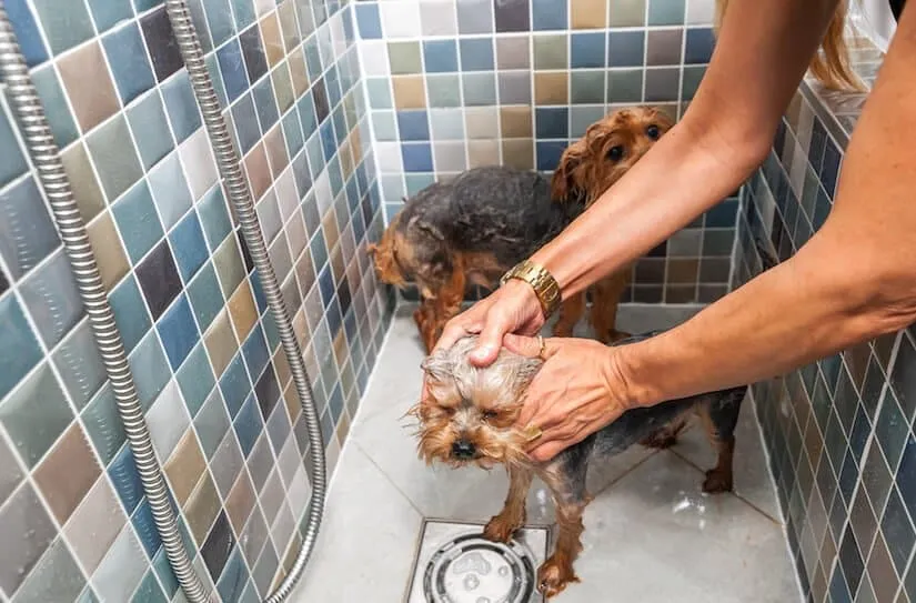 Zwei Welpen baden in der Dusche