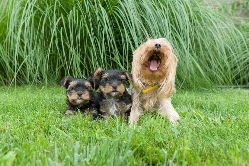 Zwei Yorkshire Terrier Welpen mit Mutter im Gras