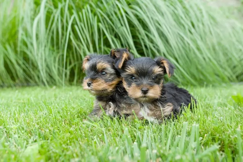 Yorkshire Terrier Welpen