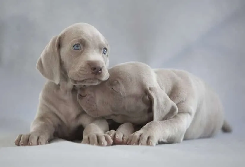 Weimaraner Welpen